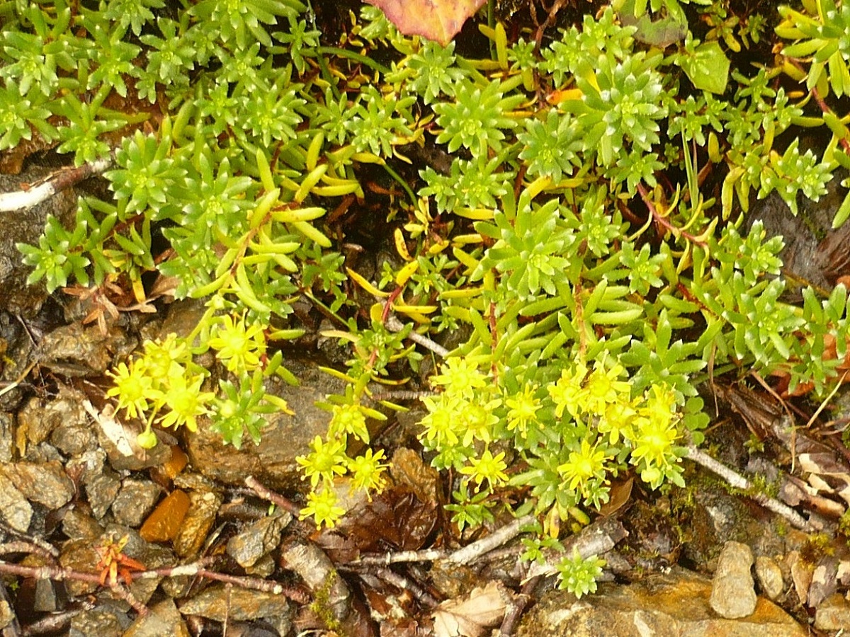 Saxifraga aizoides (Saxifragaceae)